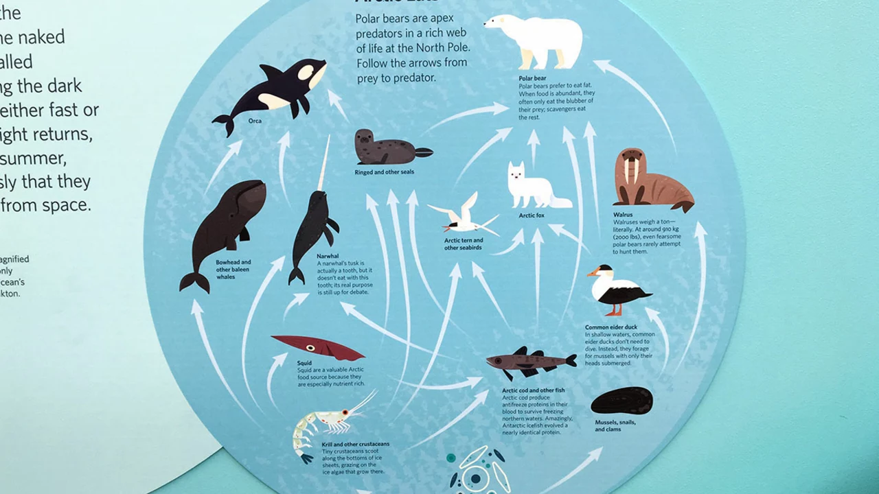 Which animals travel the most each day?